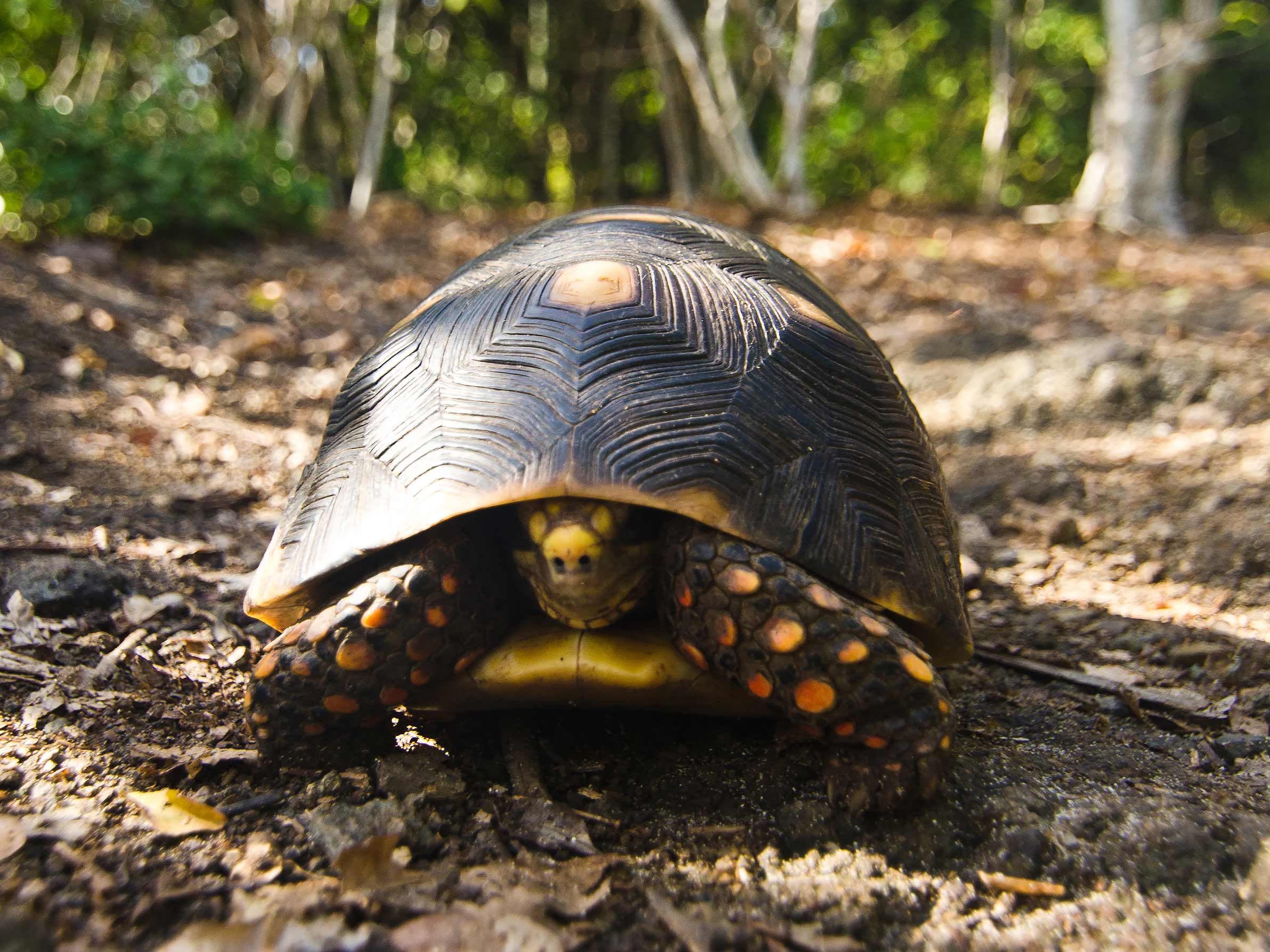 Grenada Turtle watching - Sculpture Park - Island Activities