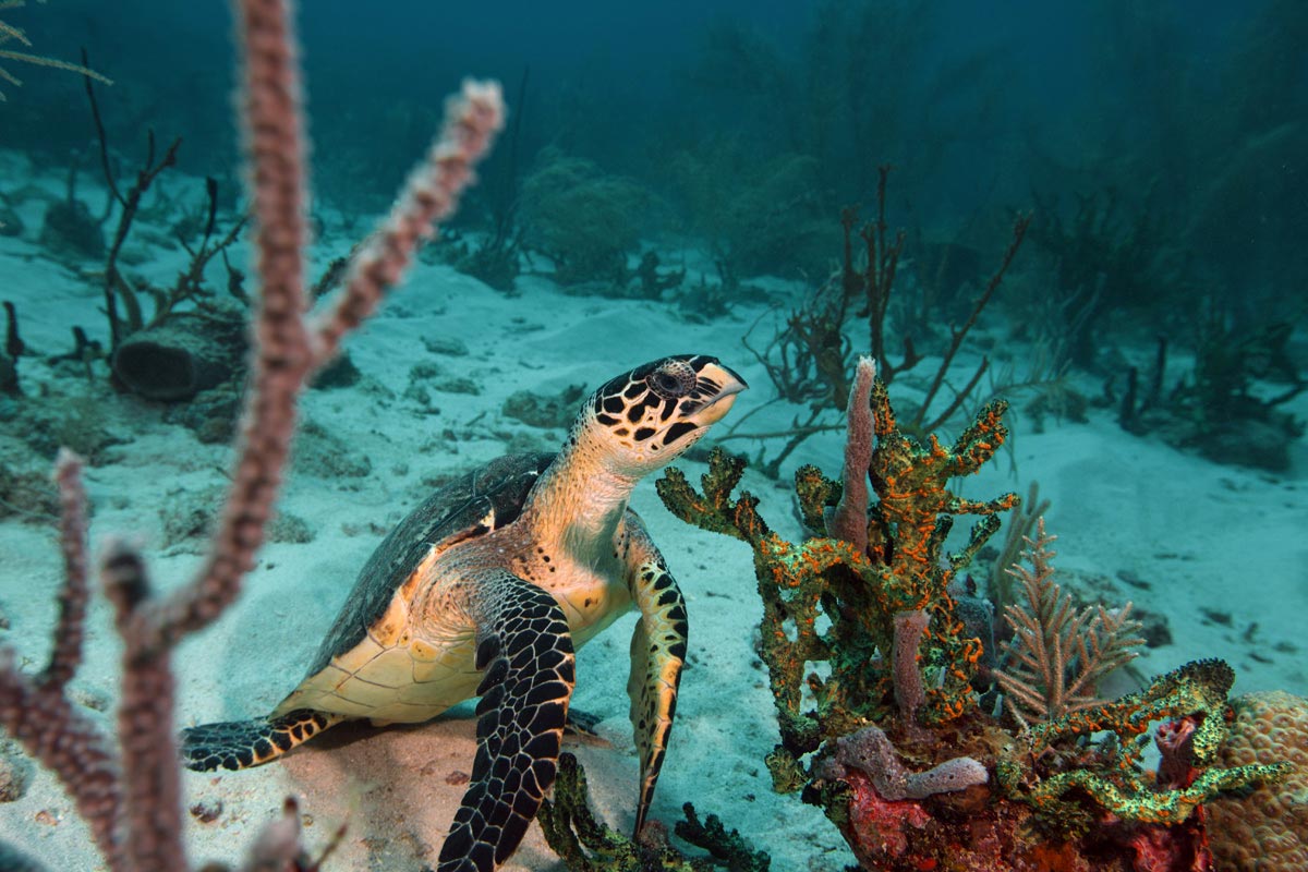 Turtle-dive Grenada, Solamente Villa