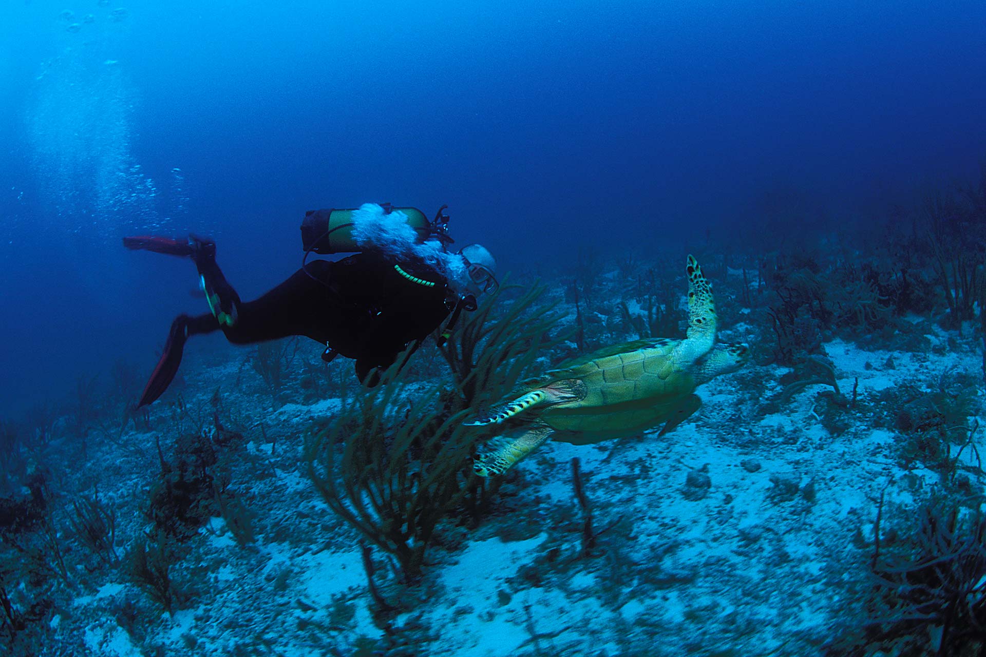 Turtle-dive Grenada, Solamente Villa