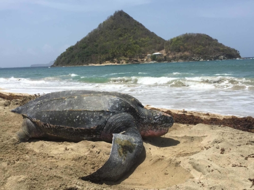 Grenada Turtle watching - Sculpture Park - Island Activities